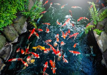 Laku Terjual Hingga Rp25 Miliar, Ini Alasan yang Membuat Ikan Koi Jadi Peliharaan Berharga Fantastis
