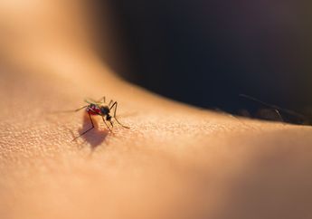 Garuk Gigitan Nyamuk di Wajah, Seorang Pria Didiagnosis Kena Infeksi hingga Nyaris Kehilangan Nyawa