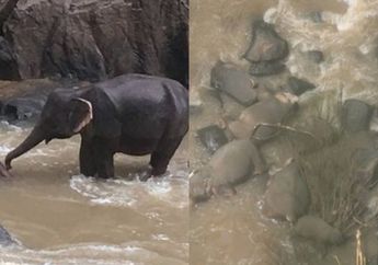Maksud Hati Membantu Teman yang Kesusahan, Enam Gajah Ini Malah Alami Kejadian Nahas yang Membuat Nyawa Melayang