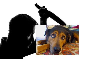 Tega, Pria Ini Secara Brutal Menikam Anjing Sampai Mati, Maksud Hati untuk Balas Dendam