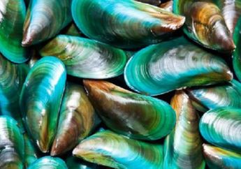 Jadi Favorit, Ahli Sebut Kerang Hijau dengan Ciri Ini Tak Boleh Dikonsumsi Karena Efeknya Mengerikan, Yakin Masih Mau Makan?