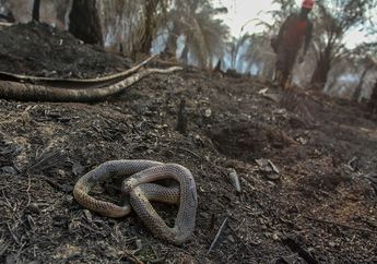 Karhutla Telah Reda, Kini yang Tersisa Cuma Foto-foto Pilu: Ular Mati Terpanggang di Antara Bara Hingga Orangutan yang Terkulai Lemas