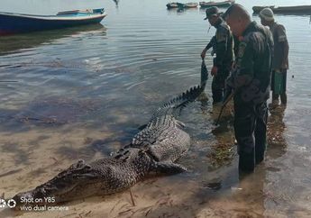 Hendak Pulang ke Rumah, Kapal Pria Ini Diserang Buaya 3 Meter, Diseret ke Air, Kemudian Dibunuh