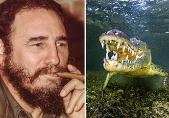 Buaya Peliharaan Fidel Castro 'Pejuang Revolusi Kuba' Menggigit Lengan Seorang Pria, Buaya Sudah Beranak 11 Sejak Tiba di Swedia