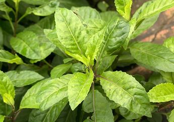 Ini Manfaat Tanaman Obat Daun Dewa, dari Sembuhkan Batuk Hingga Lawan Sel Kanker