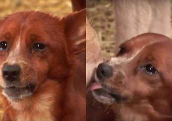 Dipisahkan dengan Ibu Asuhnya, Anjing Ini Tak Kuasa Menahan Kesedihan Hingga Menitikkan Air Mata