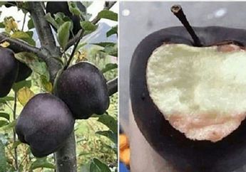 Harganya 20 Kali Lebih Mahal dari Apel Biasa, Berikut 3 Fakta Buah Apel Hitam Langka yang Justru Bikin Petani Malas Menanamnya!