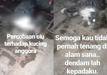 Viral! Mahasiswa Yogyakarta Diduga Sengaja Cekoki Miras ke Kucing hingga Mati, Berdalih Peliharannya Sudah Sekarat karena Makan Tikus