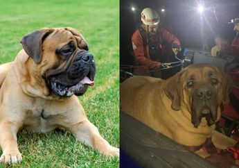 Kelelahan Saat Mendaki Gunung, Anjing dengan Berat Hampir 90 KilogramIni Sampai Harus Dievakuasi Tim SAR