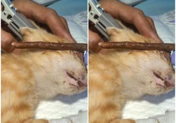 Matanya Ditusuk Kayu, 4 Kucing di Pontianak Alami Penganiayaan oleh Sosok Misterius, Ada yang Bola Matanya Harus Diangkat karena Alami Ini