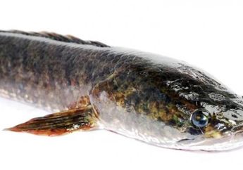 Dipercaya Bisa Mengeringkan Luka, Ikan Murah Ini Bisa Sembuhkan Penyakit Mematikan Yang Ditakuti Kaum Wanita!
