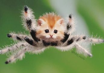 Ini Jadinya Ketika 10 Wajah Hewan Diubah Jadi Wajah Kucing. Imut!