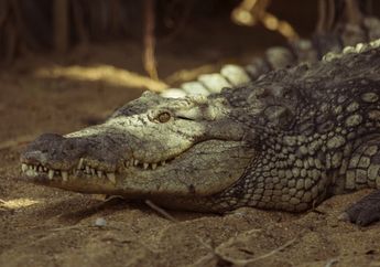 Dimangsa Buaya Saat Bekerja di Sungai, Nelayan Kepiting di Sumatra Ditemukan Tewas Mengenaskan dengan Kondisi Tubuhnya Tinggal Separuh