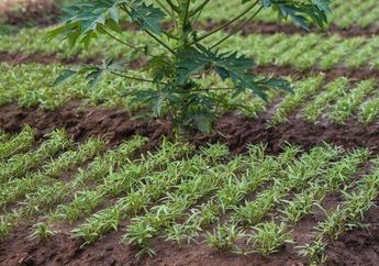 Berpenghasilan Hingga Rp5 M, Petani Kangkung dan Buncis Asal Jatim Ini Ditangkap Polisi, Memang Apa Salahnya?