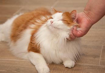 Pengen Kocheng Lo Jadi Kucing Sultan? Simak Nih Gucci Pet Collection!