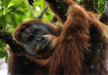 Terdapat 130 Luka Tembak dan Bekas Sabetan Parang, Ini Fakta Orang Utan yang Ditemukan Mengenaskan!