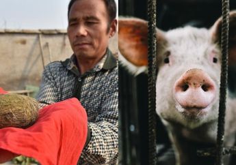Temukan Empedu Babi, Pria ini Jadi Milarder Dadakan karena Laku Terjual dengan Harga Tinggi