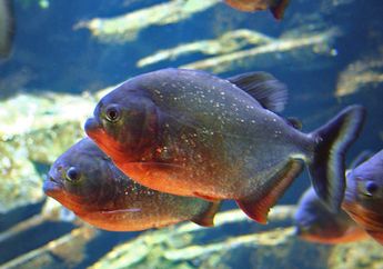 Inilah Beberapa Ikan Ganas dari Amazon yang Pernah Masuk ke Jawa Tengah, Terpaksa Dibius Hingga Mati Lemas