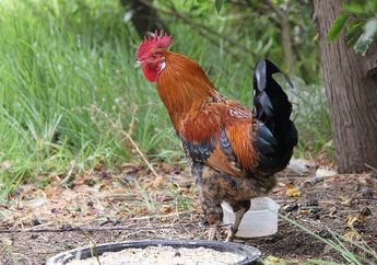 Ayam Berkokok Tengah Malam Sering Dianggap Sebagai Pertanda Setan Lewat Hingga Kehamilan Wanita Tak Bersuami, Penjelasan Ilmiah Ini Jadi Pematahnya!