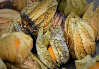 Dijual Seharga Rp 500 Ribu per Kg, Buah Ciplukan yang Dulu Liar Terbukti Punya Segudang Khasiat, Mulai dari Penetral Racun hingga Pereda Sakit Tenggorokan