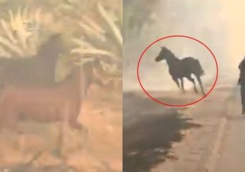 Meski Berhasil Selamat dari Kebakaran, Kuda Ini Rela Tembus Bahaya Demi Selamatkan Kuda-kuda Lainnya