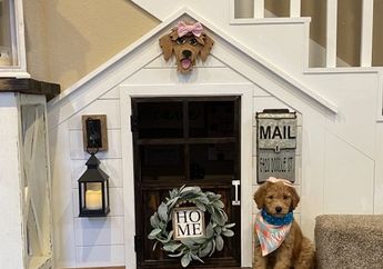 Mewah! Pasangan di Texas Hadiahkan Anjingnya Rumah Mini Terletak di Bawah Tangga Huniannya, Dalemnya Bikin Melongo