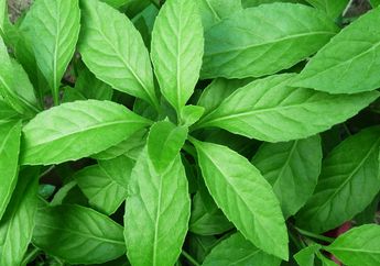 Belum Banyak yang Tahu, Daun Sambung Nyawa Ini Ternyata Bisa Jadi Obat Penyakit Akut