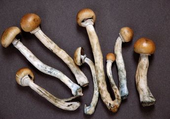Perusahaan Ini Kembangkan Magic Mushroom yang Berikan Dampak Positif
