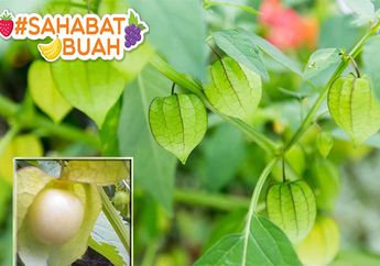 Sering Dianggap Hama, #SahabatBuah Wajib Tahu Ternyata Buah ini Bisa Turunkan Berat Badan Hingga Kolesterol