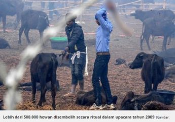 Digelar 5 Tahun Sekali, 3.000 Kerbau Ini Disembelih Secara Brutal Pada Pengorbanan Hewan Terbesar di Dunia, Dulu Bahkan Mencapai 500.000 Ekor