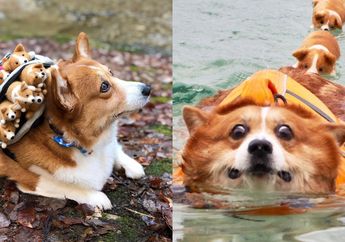 Selebgram Corgi Terlucu di Dunia. Ini 7 Fotonya yang Gemes Abis!