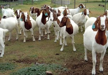 Biasanya Jadi Pakan Kambing, Siapa Sangka Tumbuhan Ini Bisa Sembuhkan Masalah Ginjal Sampai Mencegah Kanker!