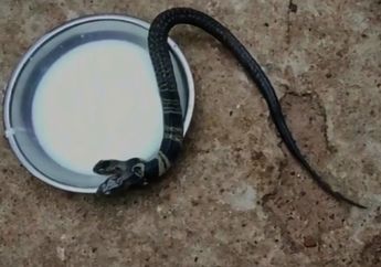 Mematikan, Ular Kobra Berkepala 2 Ini Bisa Meludahkan Racunnya Tanpa Menggigit, Bahkan Satu Gigitannya Bisa Membunuh 20 Manusia