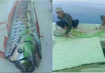 Warga Selayar Geger Lihat Fenomena Kemunculan Ikan Oarfish yang Disebut Sebagai Pertanda Gempa Besar dan Tsunami, LIPI Jelaskan Faktanya!