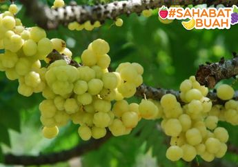 Biasa Disepelekan, Siapa Sangka Buah Cermai Bisa Jadi Obat Mujarab untuk Kanker! #SahabatBuah Harus Tahu