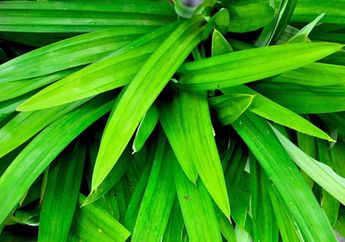 Selain Wangi, Ini 5 Manfaat Daun Pandan untuk Kesehatan Kita
