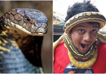 Namanya Terseret Usai Bocah SD di Depok Dipatuk Ular Gara-gara Tiru Video YouTubenya, Panji si Petualang Langsung Buru-buru Beri Himbauan Keras: Ular Bukan Mainan!