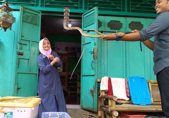 Lin Ayu, Wanita Asal Purwokerto yang 30 Tahun Hidup dengan Ratusan Ular Bahkan Melayani Evakuasi Ular Sampai Luar Kota