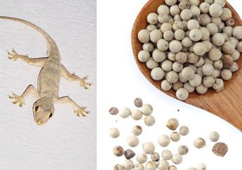 Cicak Dijamin Lari dan Ogah Kembali Lagi Hanya dengan Ramuan Merica Dapur Ini! Begini Cara Super Mudahnya!