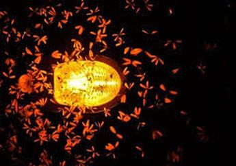 Kenali Penyebab Laron Masuk ke Rumah dan Cara Mengusirnya, Dijamin Nyesel Kalau Baru Tahu Ternyata Tak Perlu Matikan Lampu!