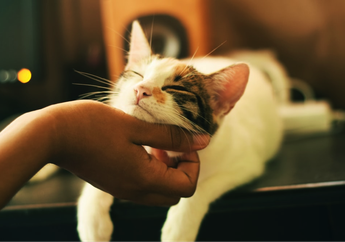 Ada yang Terinfeksi, Bisakah Kucing Tularkan Covid-19? Simak Penjelasannya, Girls!
