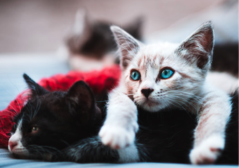 Mental Jadi Sehat dan 6 Manfaat Lainnya dari Memelihara Kucing Ini Enggak Banyak Diketahui Lho!