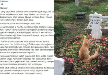 Seakan Mengerti Bahwa Majikannya Telah Tiada, Kucing Kecil Ini Duduk Terdiam di Atas Makam Tuannya