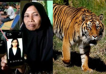 Tragis! Wanita ini Tewas Diterkam Harimau di Pemandian Umum, Bupati Muara Enim Tegaskan Ambil Tindakan Ini, Ada Apa?