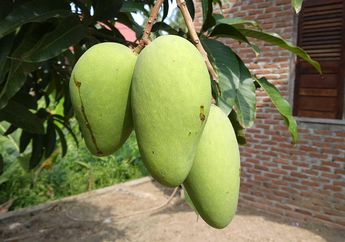 Tidak Hanya Ibu Hamil yang Ngidam Buah Mangga Muda, Nyatanya Buah Ini Sarat dengan Manfaat Kesehatan