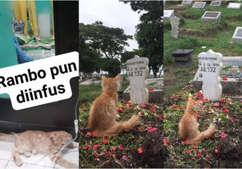 Viral di Sidoarjo, Kucing Ini Patah Hati Ketika Melihat Tuannya Meninggal, Namun Hal Mengejutkan Terjadi Ketika Ia Melayat ke Makam! Netizen: Postingan Ini Mengandung Irisan Bawang Merah