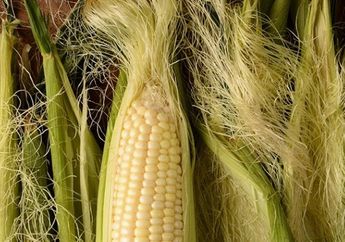 Jangan Lagi Buang Kulit Jagung Usai Pesta Tahun Baru, Ternyata Ampuh Mencegah Penyakit Mematikan!