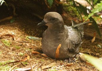 Menggerogoti Habis Jari Kaki hingga Merusak Paruh, Anak-anak Burung Ini Diserang Penyakit Misterius yang Ternyata Datang dari Sini...