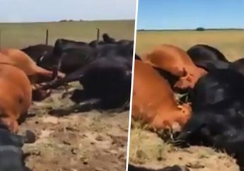 Kasus 22 Sapi Mati Tersambar Petir Buktikan Bahwa Hewan Ternyata Punya Risiko Lebih Tinggi Terkena Petir, Waspada yang Punya Hewan Ternak!