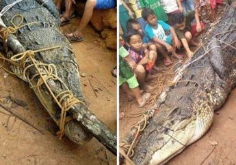 Pancing dengan Seekor Ayam, Pria Ini Mampu Taklukan 2 Buaya Raksasa Sekaligus!